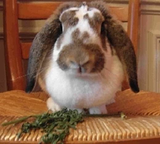 フレンチ・ロップ